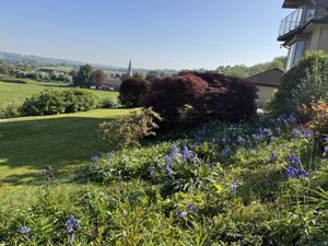 Bluebells- click for photo gallery